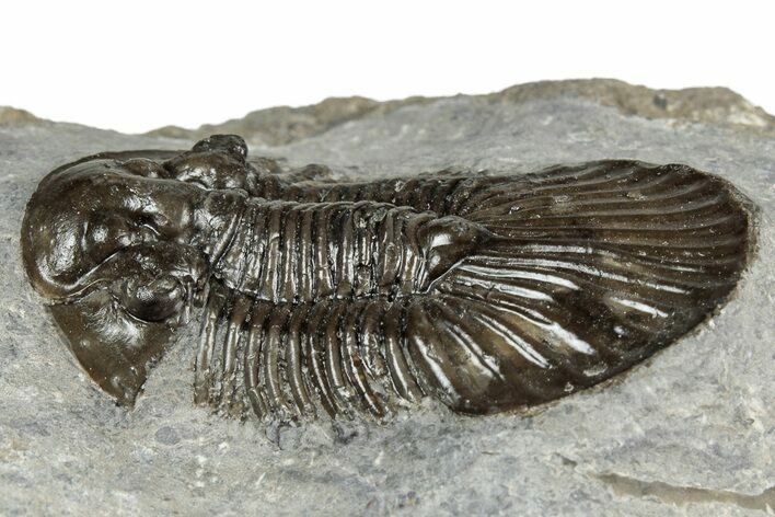 Detailed Scabriscutellum Trilobite - Morocco #359138